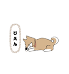 柴犬むぅたんの日常会話スタンプ（個別スタンプ：27）