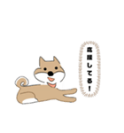 柴犬むぅたんの日常会話スタンプ（個別スタンプ：32）