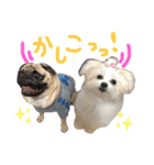 犬好きの為の犬好きによるスタンプ（個別スタンプ：36）