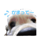 うちのこ クッキーリュウマリモペーター（個別スタンプ：10）