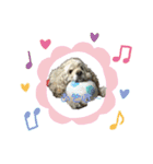 うちのこ クッキーリュウマリモペーター（個別スタンプ：14）