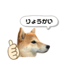 愉快なタロのスタンプ（個別スタンプ：11）
