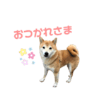 愉快なタロのスタンプ（個別スタンプ：14）