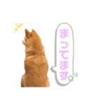 愉快なタロのスタンプ（個別スタンプ：19）