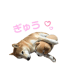 愉快なタロのスタンプ（個別スタンプ：21）