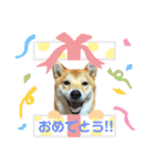 愉快なタロのスタンプ（個別スタンプ：22）