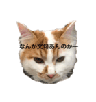 うちの猫でよろしければ（個別スタンプ：2）
