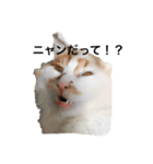 うちの猫でよろしければ（個別スタンプ：4）