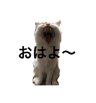 うちの猫でよろしければ（個別スタンプ：5）