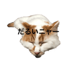 うちの猫でよろしければ（個別スタンプ：6）