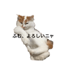 うちの猫でよろしければ（個別スタンプ：7）