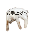 うちの猫でよろしければ（個別スタンプ：10）