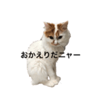うちの猫でよろしければ（個別スタンプ：11）