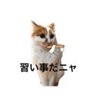 うちの猫でよろしければ（個別スタンプ：12）