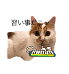 うちの猫でよろしければ（個別スタンプ：13）