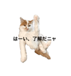 うちの猫でよろしければ（個別スタンプ：14）