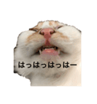 うちの猫でよろしければ（個別スタンプ：15）