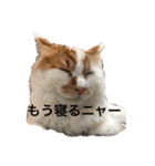 うちの猫でよろしければ（個別スタンプ：16）