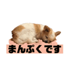 ももとみみ（個別スタンプ：2）