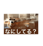ももとみみ（個別スタンプ：16）