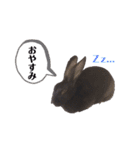 かわいいころちゃん3（個別スタンプ：10）