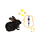 かわいいころちゃん3（個別スタンプ：12）