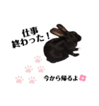かわいいころちゃん3（個別スタンプ：37）