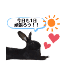 かわいいころちゃん3（個別スタンプ：40）