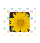 お花で遊ぼう2（個別スタンプ：7）