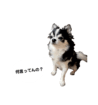 あかがわ ちろる（個別スタンプ：1）
