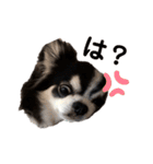 あかがわ ちろる（個別スタンプ：3）
