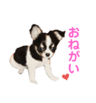 あかがわ ちろる（個別スタンプ：13）