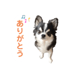 あかがわ ちろる（個別スタンプ：17）