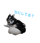 あかがわ ちろる（個別スタンプ：23）
