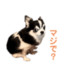 あかがわ ちろる（個別スタンプ：24）