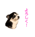あかがわ ちろる（個別スタンプ：26）