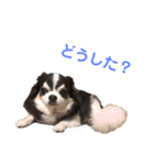 あかがわ ちろる（個別スタンプ：27）