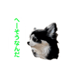 あかがわ ちろる（個別スタンプ：28）