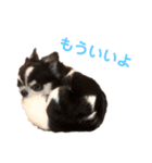 あかがわ ちろる（個別スタンプ：29）