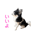 あかがわ ちろる（個別スタンプ：31）