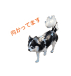 あかがわ ちろる（個別スタンプ：33）