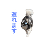 あかがわ ちろる（個別スタンプ：34）