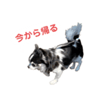 あかがわ ちろる（個別スタンプ：35）