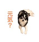 あかがわ ちろる（個別スタンプ：36）