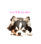 あかがわ ちろる（個別スタンプ：39）