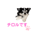 あかがわ ちろる（個別スタンプ：40）