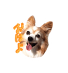 おしゃべりパピヨン犬（個別スタンプ：1）