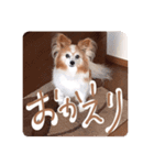 おしゃべりパピヨン犬（個別スタンプ：8）