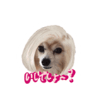 おしゃべりパピヨン犬（個別スタンプ：9）