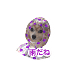 おしゃべりパピヨン犬（個別スタンプ：13）